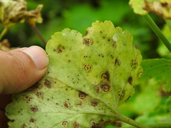 Puccinia pelargonii-zonalis