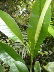 Maclurodendron porteri