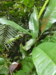 Maclurodendron porteri