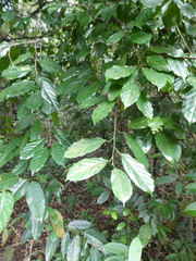 Ochanostachys amentacea