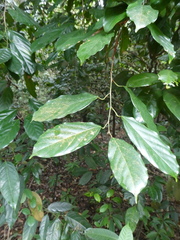 Ochanostachys amentacea