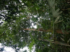 Palaquium obovatum