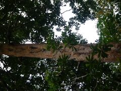 Palaquium obovatum