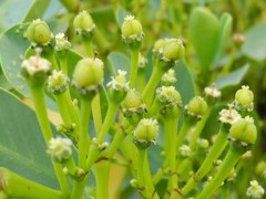 Euphorbia celastroides