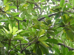 Palaquium obovatum
