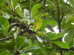 Palaquium obovatum