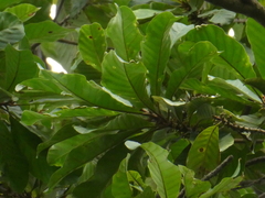 Palaquium obovatum