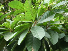 Palaquium obovatum