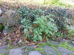 Solanum nigrum