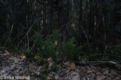 Taxus canadensis