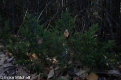 Taxus canadensis