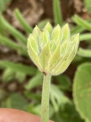 Pelargonium luridum