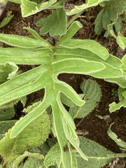 Pelargonium luridum