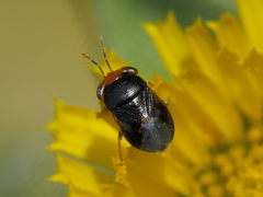Geocoris erythrocephalus