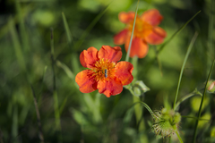 Geum coccineum