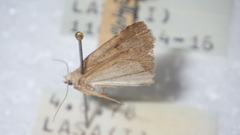 Athetis gluteosa