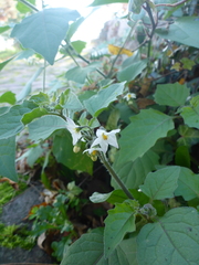 Solanum nigrum