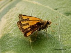 Ampittia dioscorides dioscoride