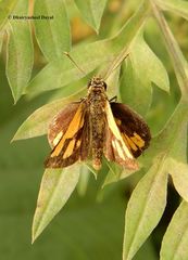 Ampittia dioscorides dioscoride