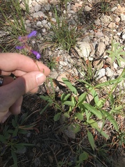 Penstemon heterodoxus