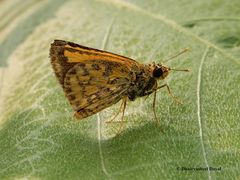 Ampittia dioscorides dioscoride