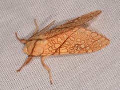 Lophocampa mixta