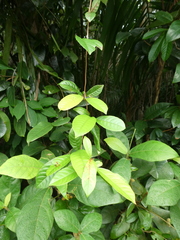 Tetracera indica