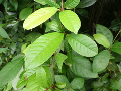 Tetracera indica