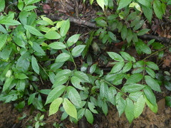 Urophyllum hirsutum