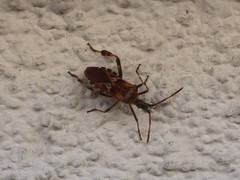 Leptoglossus occidentalis