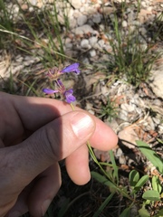 Penstemon heterodoxus