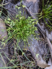 Isolepis levynsiana