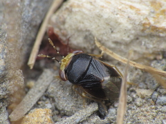 Geocoris erythrocephalus