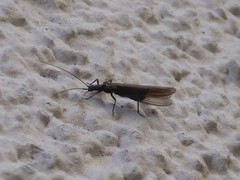 Plecoptera