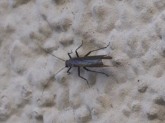 Plecoptera
