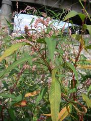 Persicaria lapathifolia lapathifolia