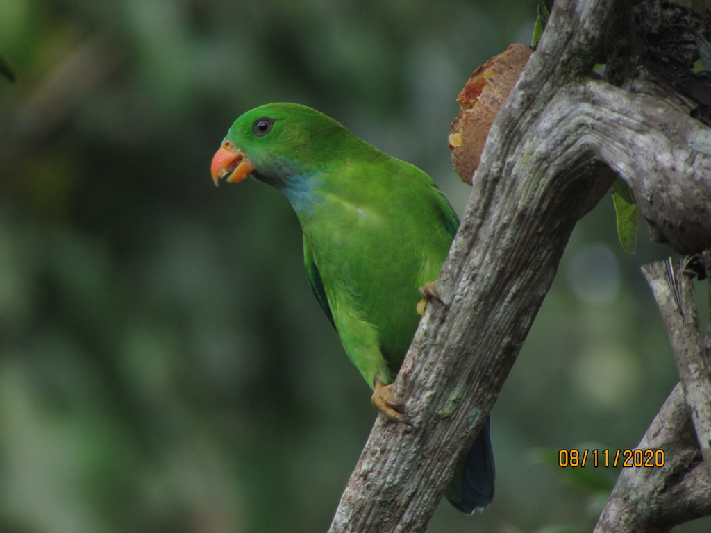 Vernal Hanging-Parrot (Loriculus vernalis) photo