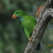 Vernal Hanging-Parrot - Photo (c) prajath, some rights reserved (CC BY-NC)