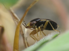 Geocoris erythrocephalus
