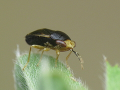 Geocoris erythrocephalus