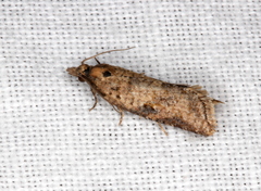 Constrictana constrictana