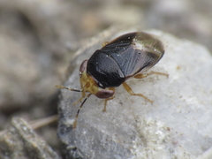 Geocoris erythrocephalus
