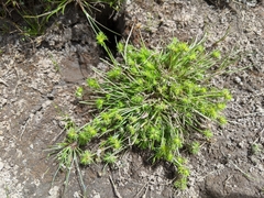 Isolepis hystrix