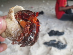 Coenobita perlatus