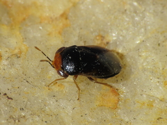 Geocoris erythrocephalus