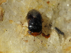Geocoris erythrocephalus