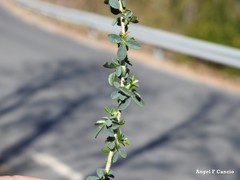 Adenocarpus telonensis