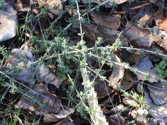 Adenocarpus telonensis