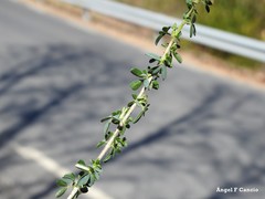 Adenocarpus telonensis