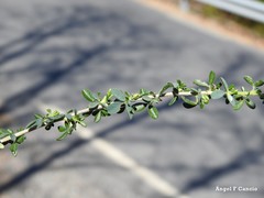 Adenocarpus telonensis